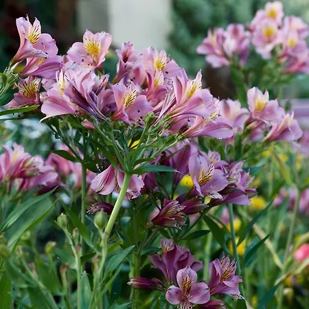 Country house De Tio Felix