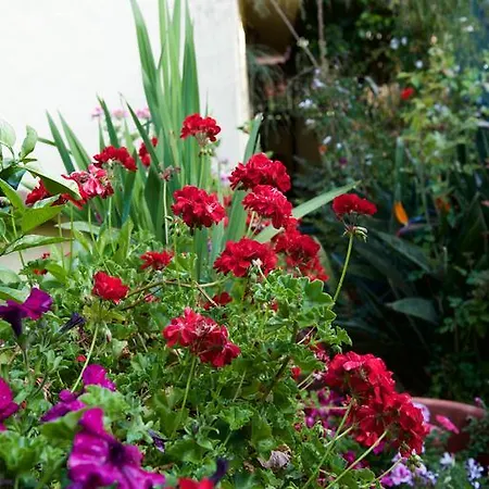 De Tio Felix * Vega de San Mateo